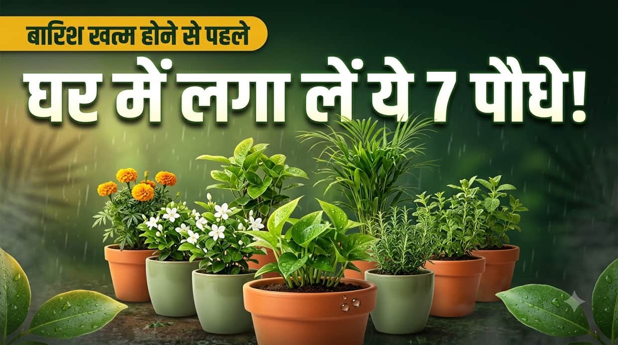 Best Plants to Grow Before Monsoon Ends: Easy Plants for Your Home Garden