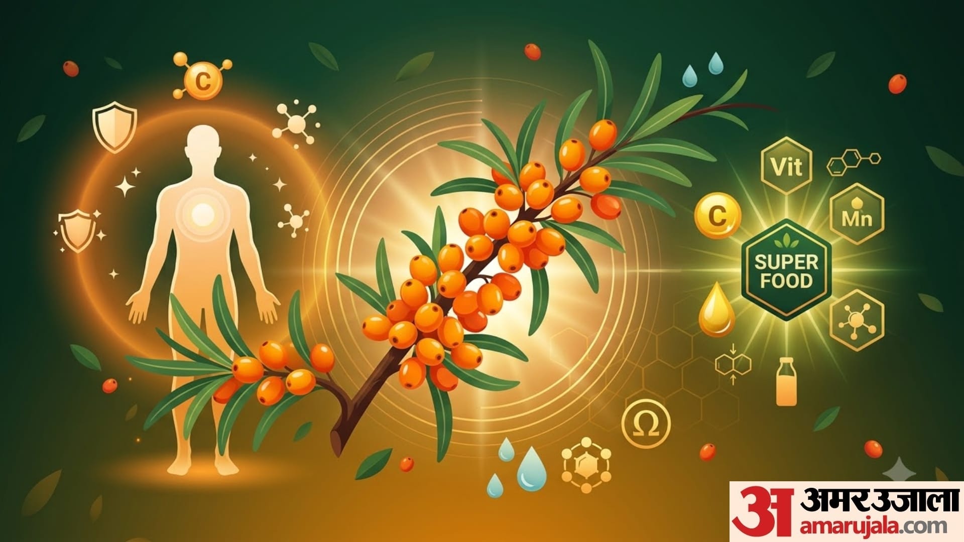 what is Sea Buckthorn health benefits of sea buckthorn in hindi disprj