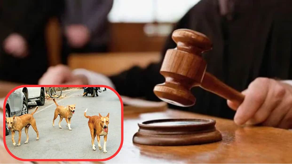 Delhi High Court sought response from government regarding action plan to eliminate rabies stray dogs by 2030