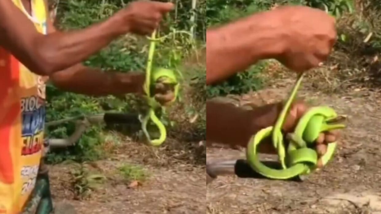 viral uncle catches live snake with bare hands wraps snake like rope viral video