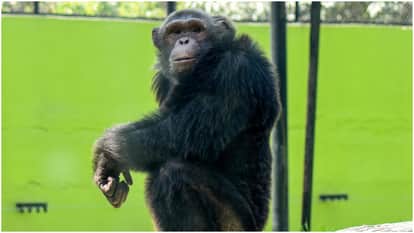 MMA Fighter Set To Face Chimpanzee In Bizarre One-On-One Fight On September 11: Report