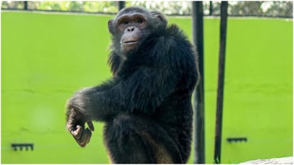 MMA Fighter Set To Face Chimpanzee In Bizarre One-On-One Fight On September 11: Report