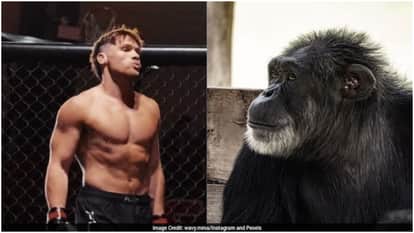 MMA Fighter Set To Face Chimpanzee In Bizarre One-On-One Fight On September 11: Report