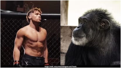 MMA Fighter Set To Face Chimpanzee In Bizarre One-On-One Fight On September 11: Report