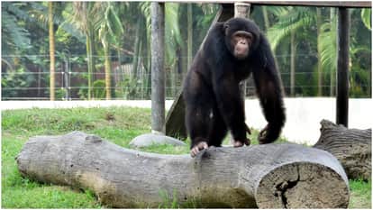 MMA Fighter Set To Face Chimpanzee In Bizarre One-On-One Fight On September 11: Report