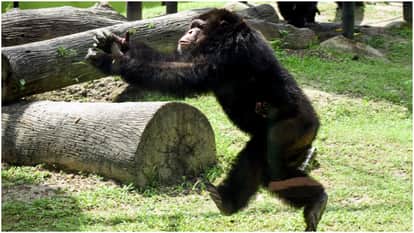 MMA Fighter Set To Face Chimpanzee In Bizarre One-On-One Fight On September 11: Report