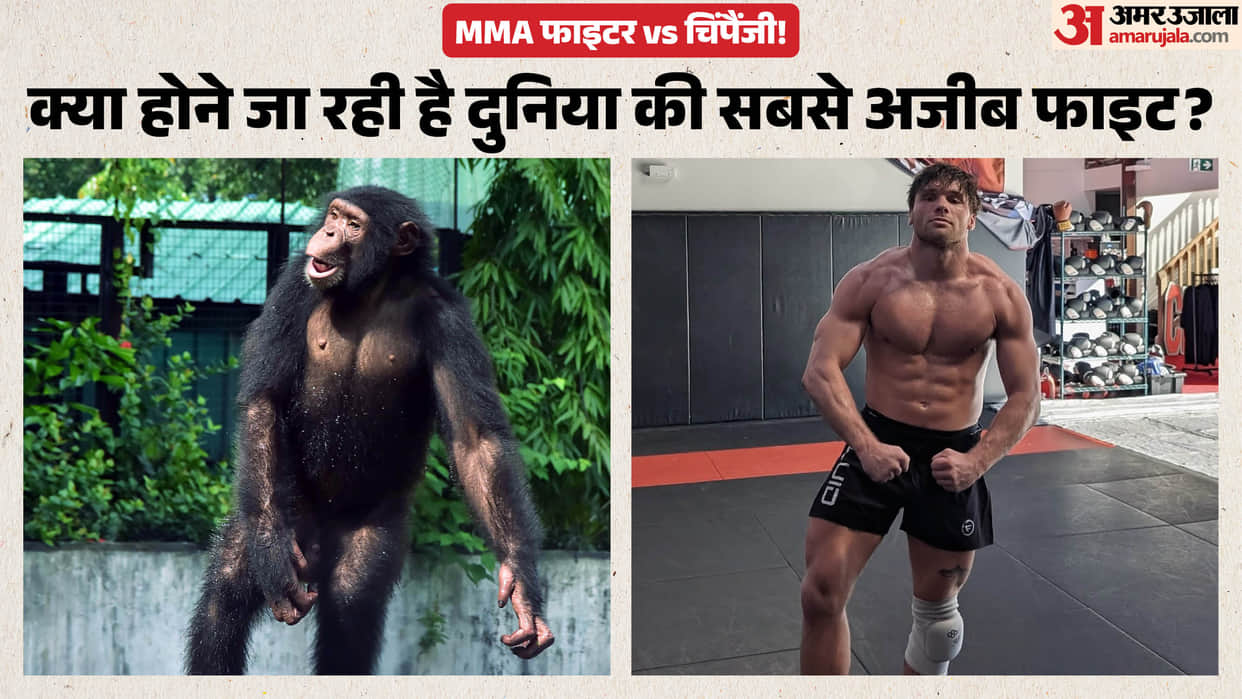 MMA Fighter Set To Face Chimpanzee In Bizarre One-On-One Fight On September 11: Report