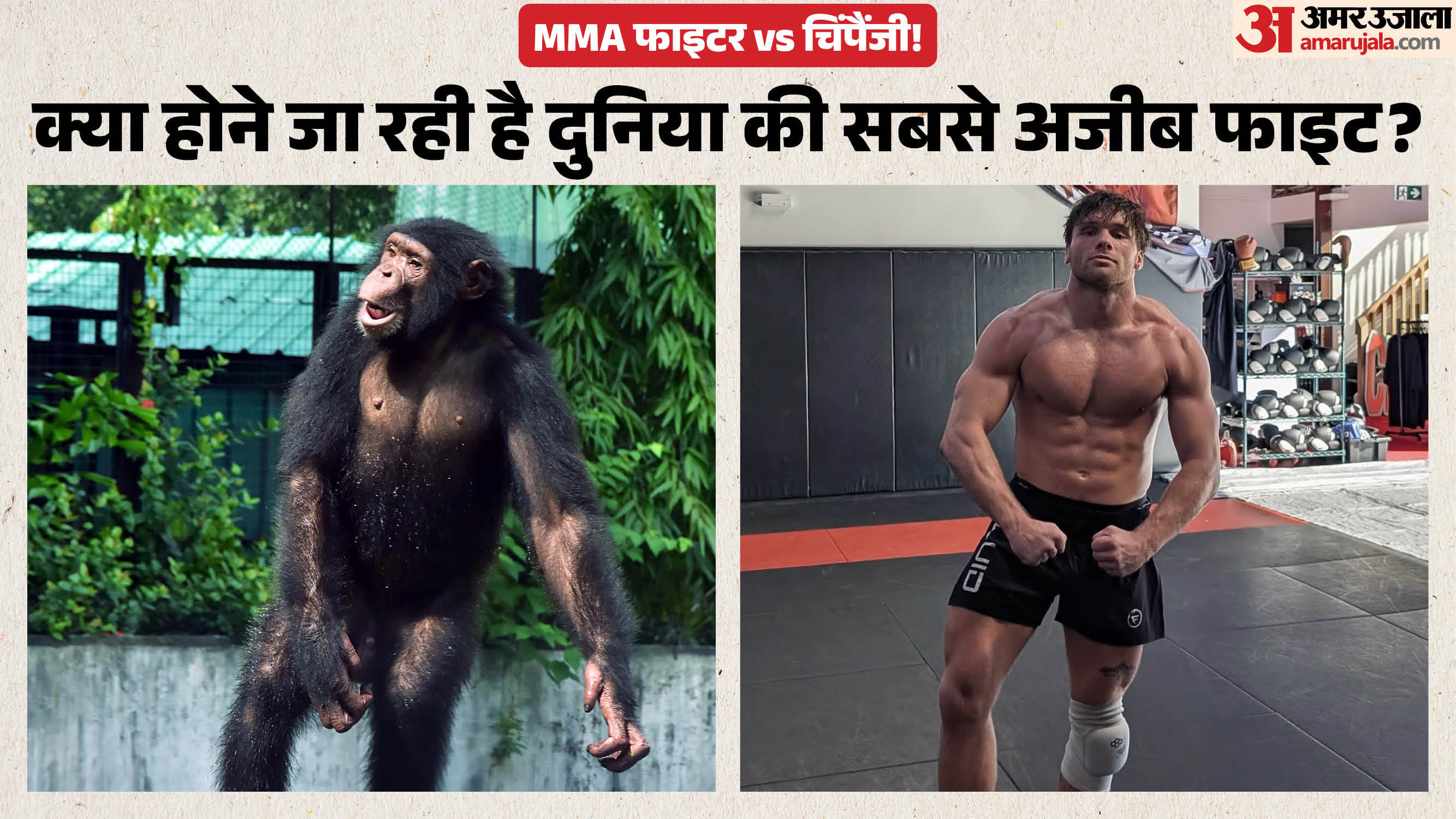 चिंपैंजी से लड़ेंगे कोल?