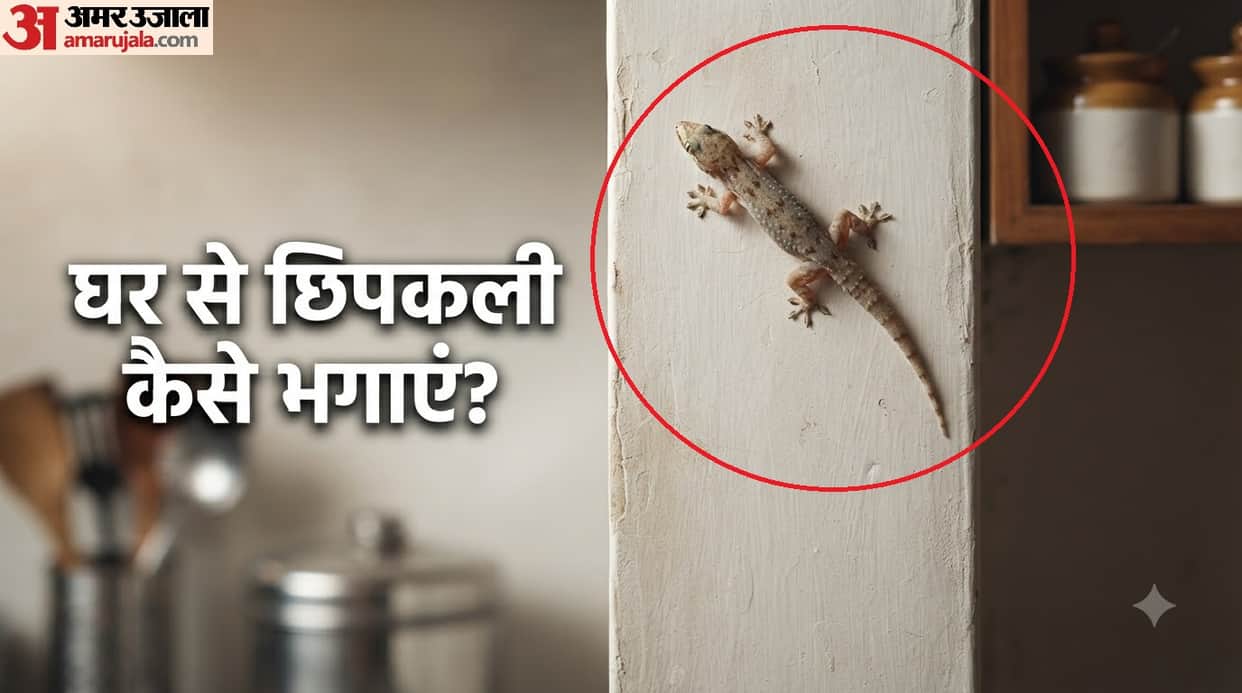 4 Effective Ways to Keep Lizards Out of Your Home chipkali bhagane ke tarike kya hain