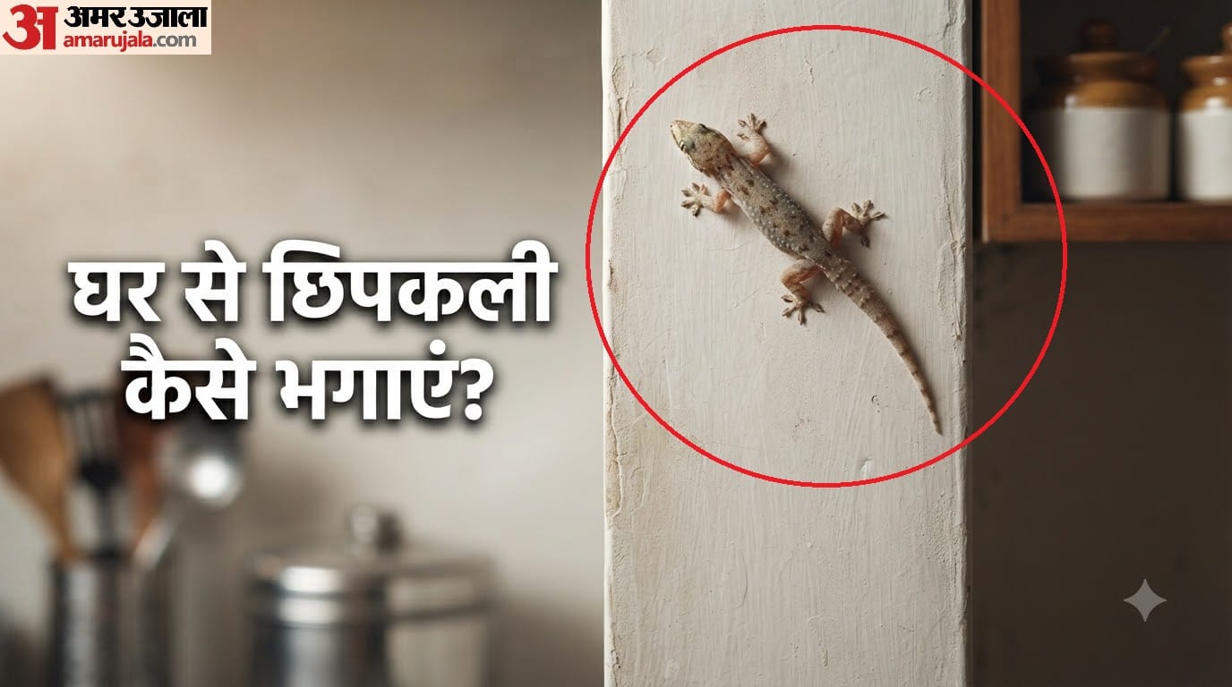 घर से छिपकली कैसे भगाएं?