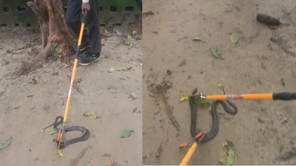 black cobra arrived at Arun house after he had been bitten by cobra in agra