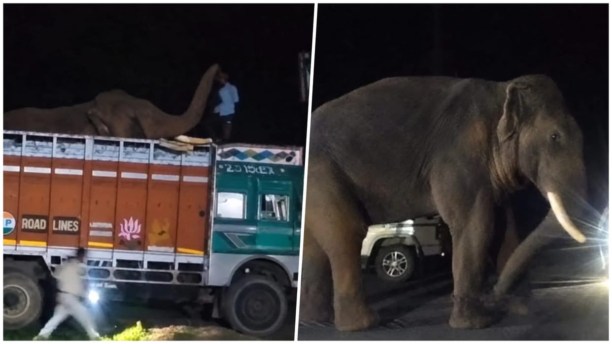 Maihar: Bandhavgarh's Kumki Elephants to Corner and Control Wild E-5, Forest Department Prepares Safe Rescue