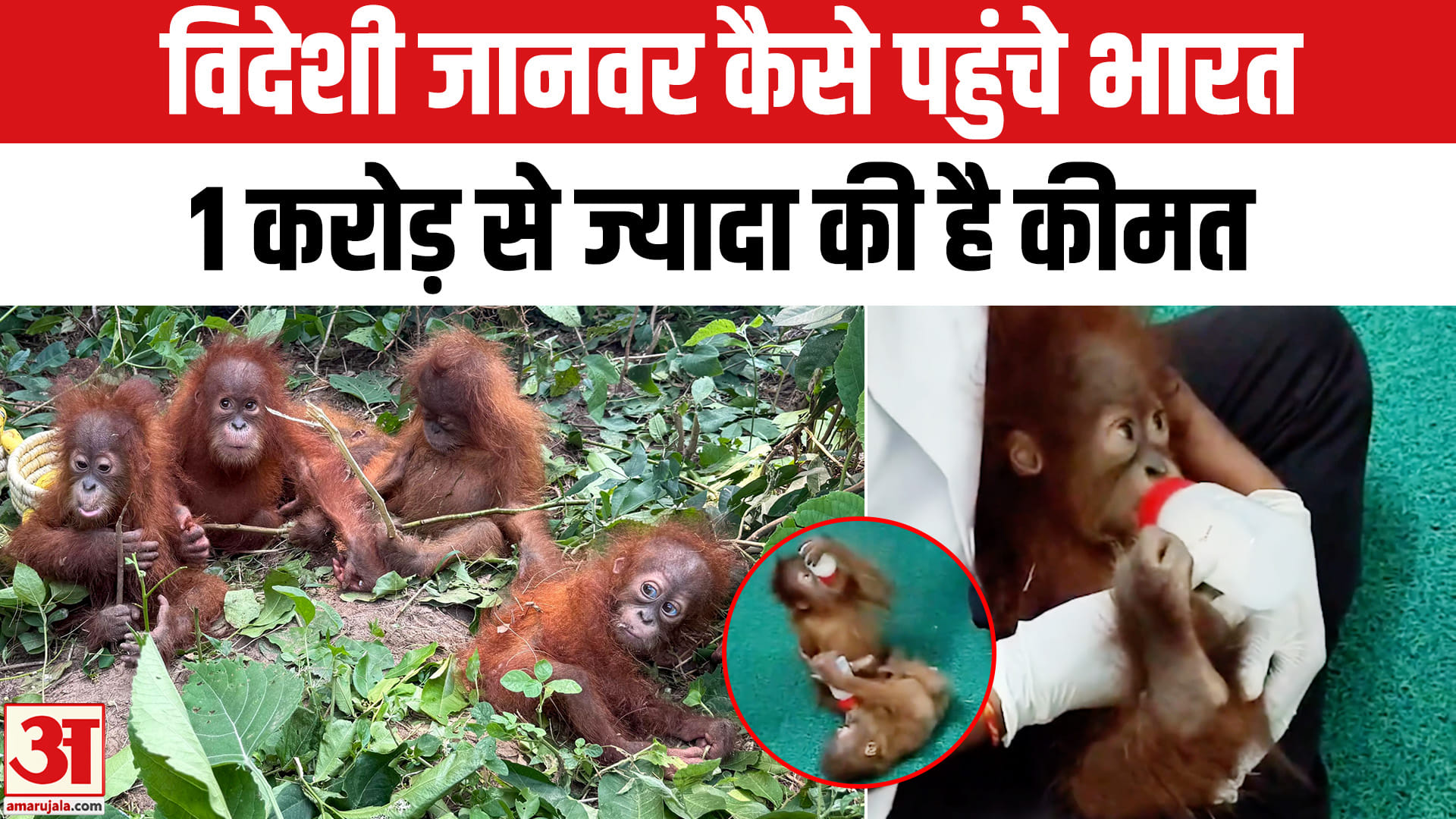 ओरंगुटान