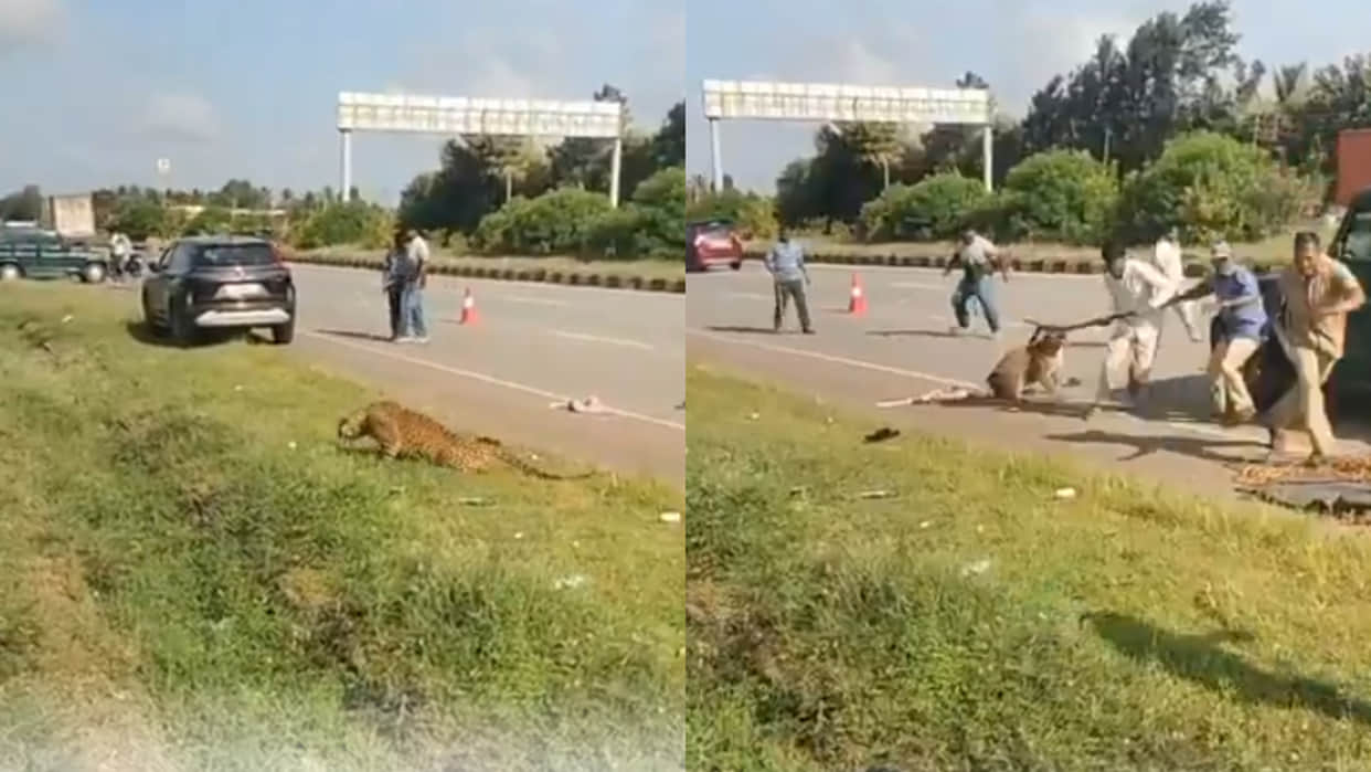 Karnataka danger leopard rescue forest officer attack video goes viral on internet
