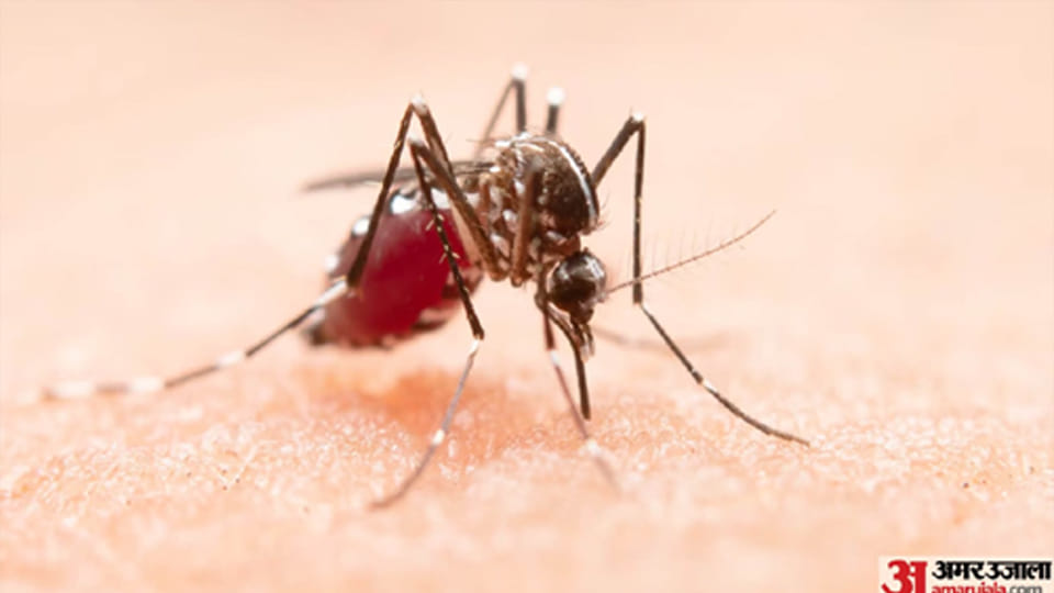 Kanpur: Six, including a medical student, test positive for dengue; total cases reach 59