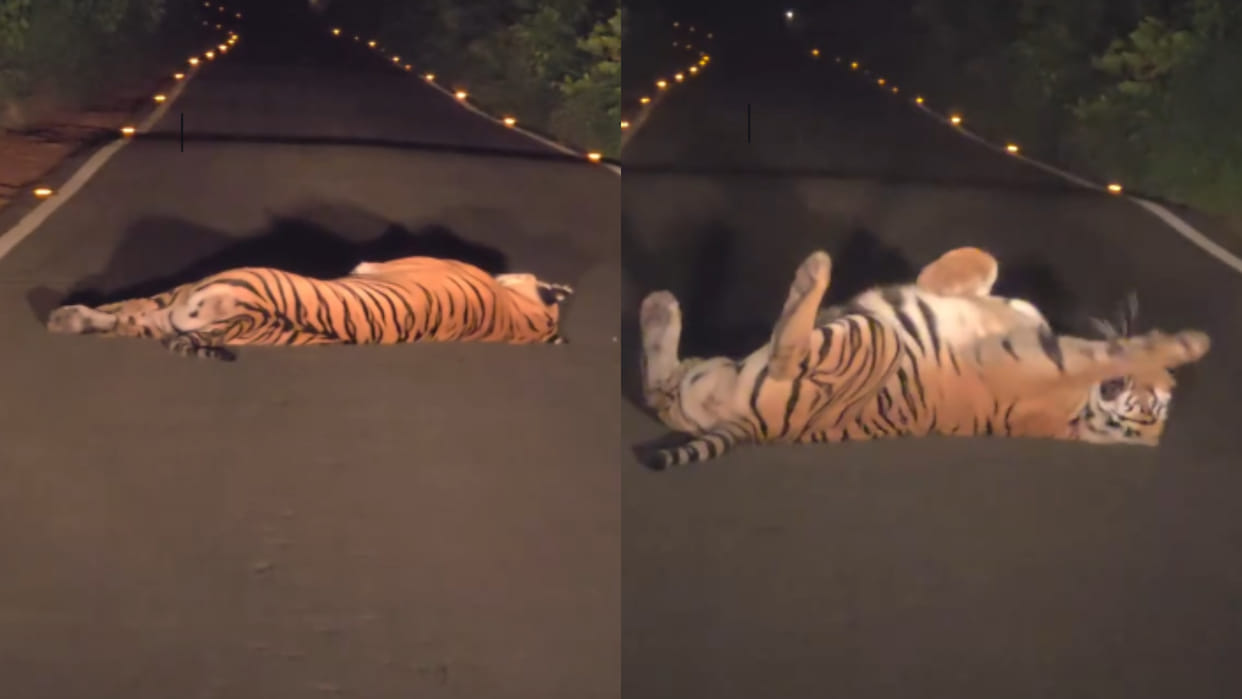 Female tiger resting on middle road shows tantrums safari viral video