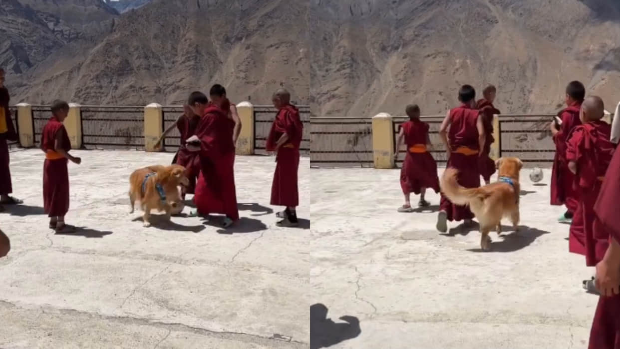 Himachal spiti valley young monks playing football with dog viral video