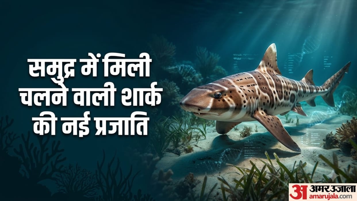 a new walking shark was found in papua new guinea
