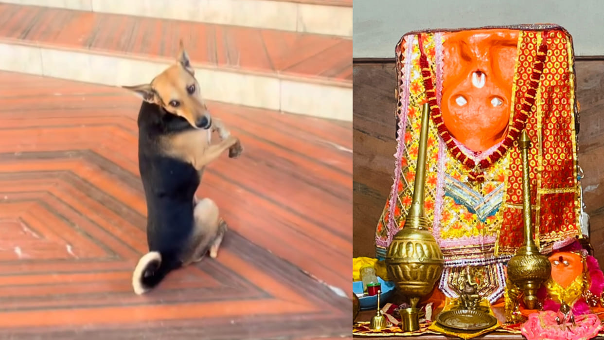 Hanuman ji bhajan in the temple dog started dancing in front of the idol viral video