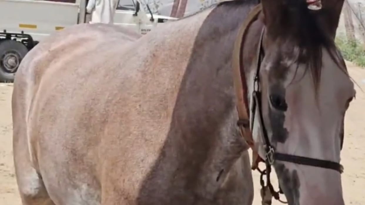 barmer 63 inch sindhi mare annie milk ghee fruits arabinder singh horse race burj khalifa marwari horse