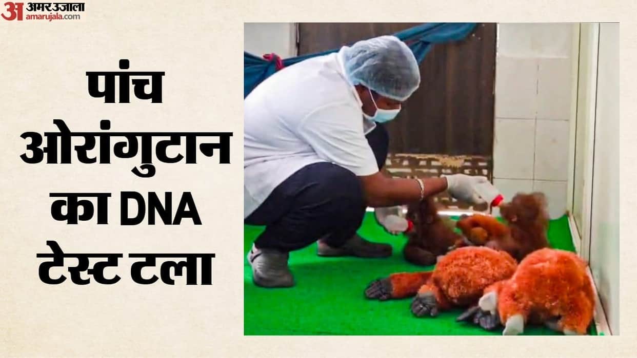 Odisha DNA test five orangutans found in Balasore forest postpone why the Forest Department took  decision.