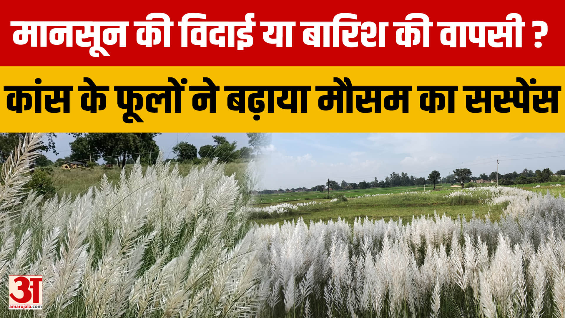 राजस्थान में बारिश की वापसी या मानसून की विदाई? कांस के फूलों ने बढ़ाया मौसम का सस्पेंस