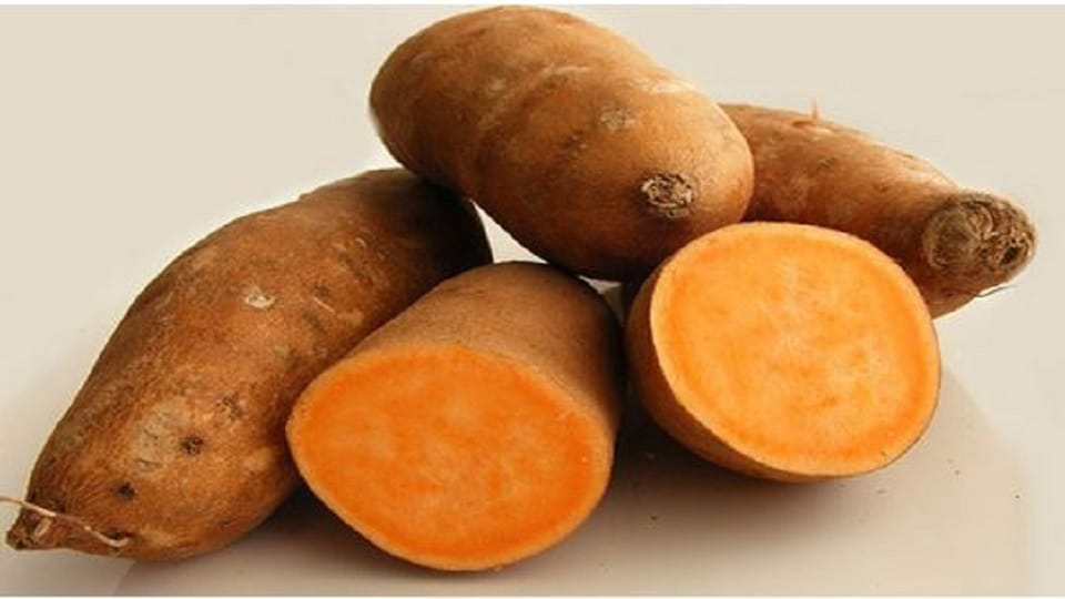Agra Set to Become a Sweet Potato Hub, Research Begins on Nine Varieties to Boost Farmers’
