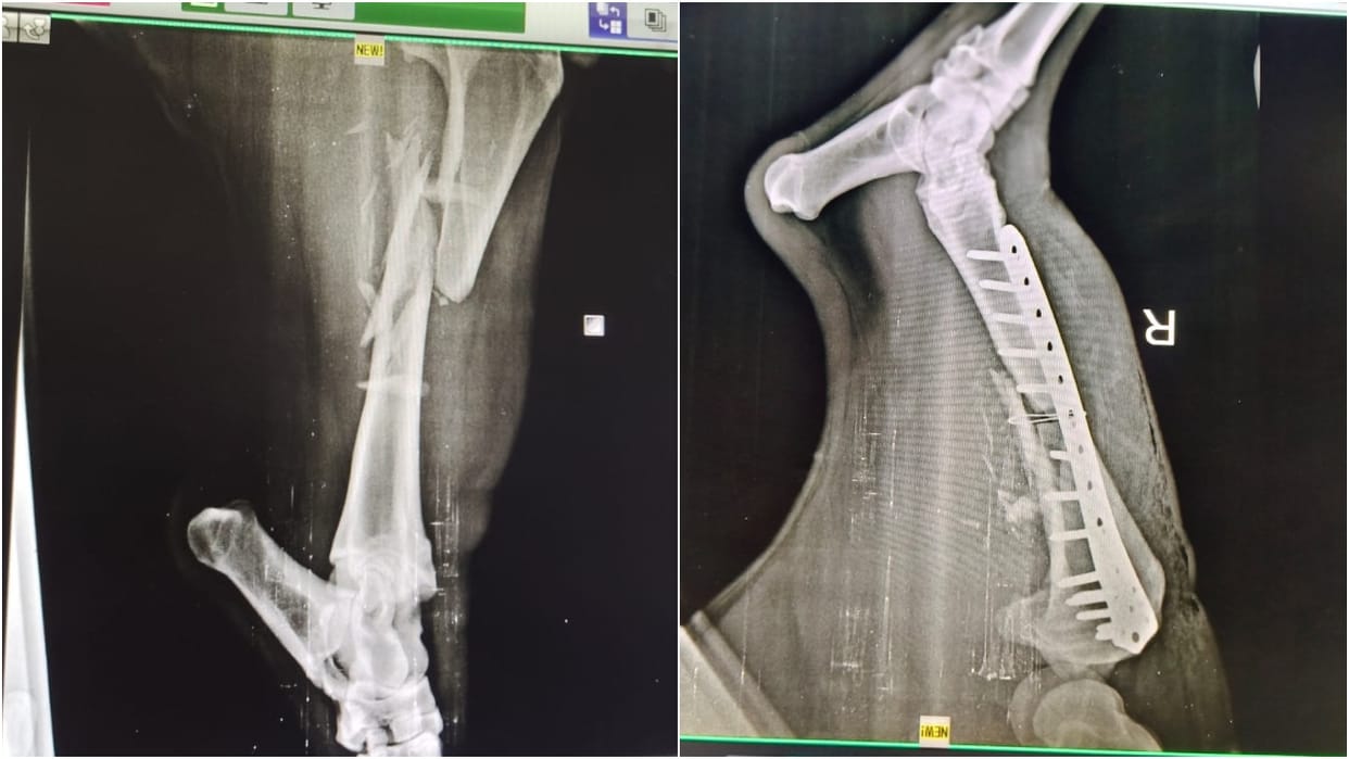 Broken cow bone repaired using a plate designed for humans surgery performed at IVRI Polyclinic Bareilly