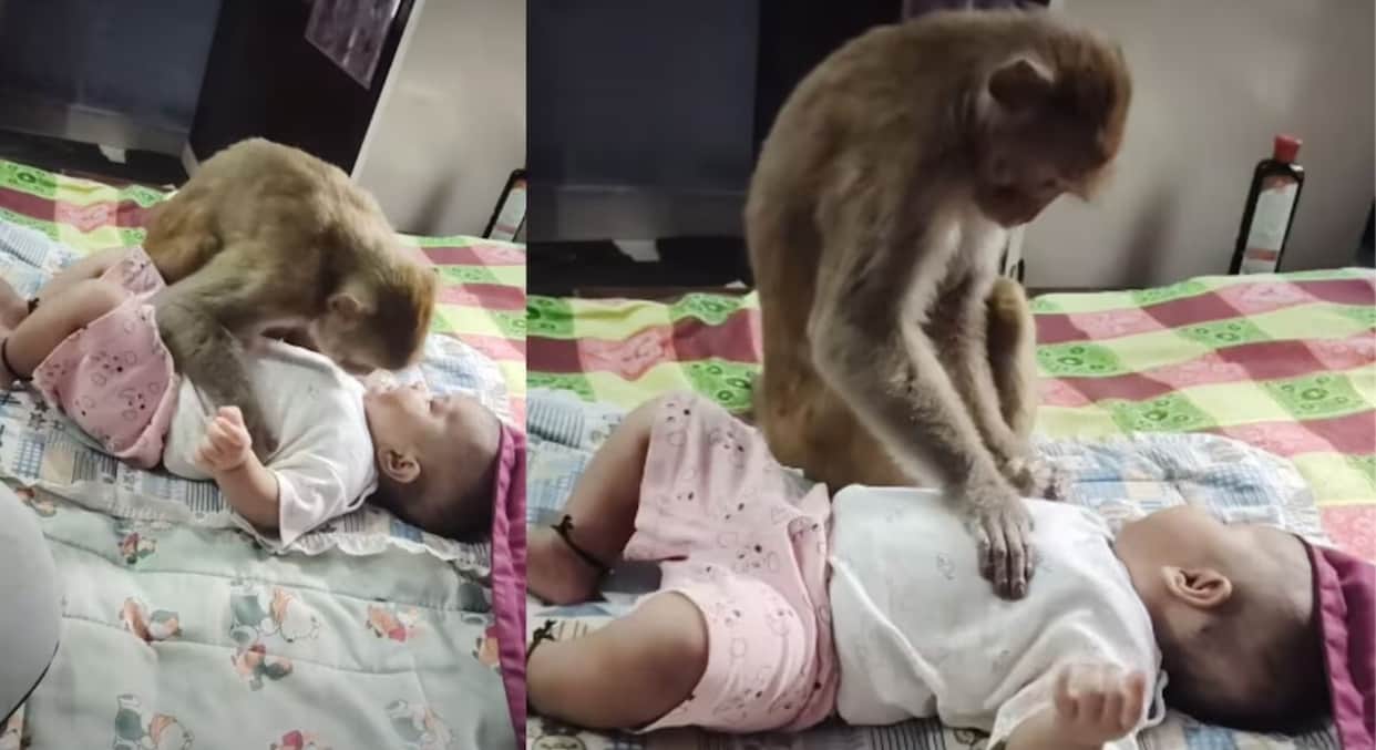 viral innocent baby monkey cute friendship child heartwarming bond social media animal