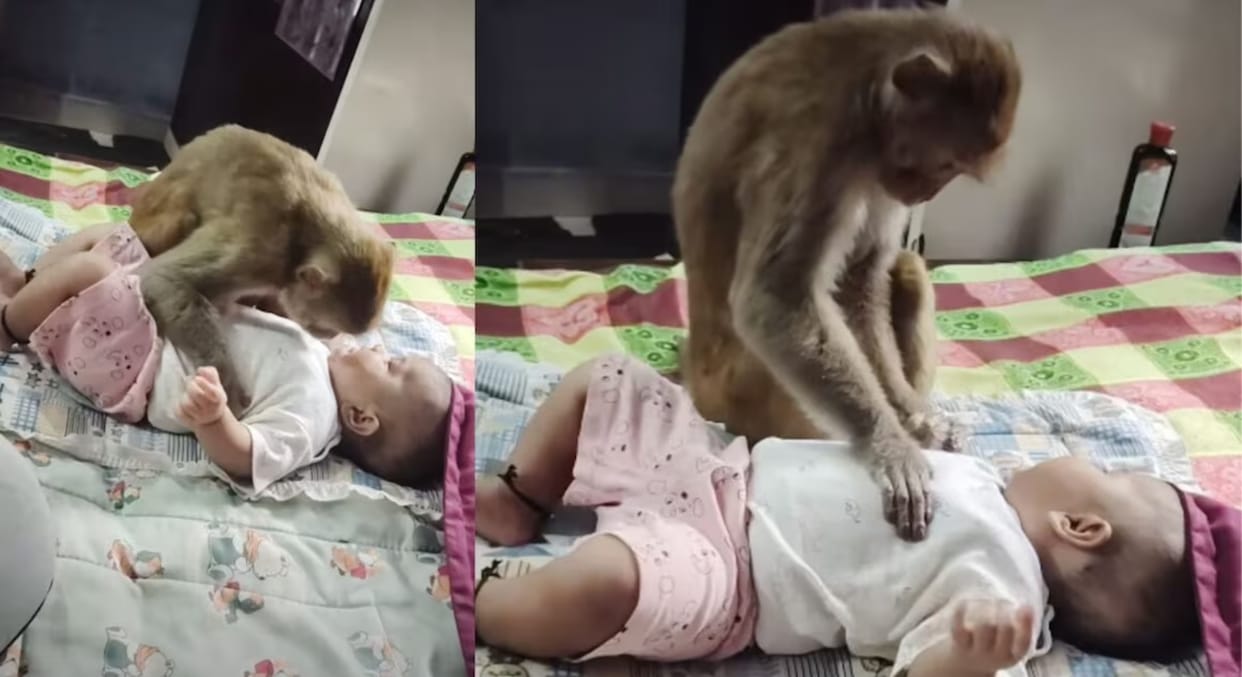 viral innocent baby monkey cute friendship child heartwarming bond social media animal