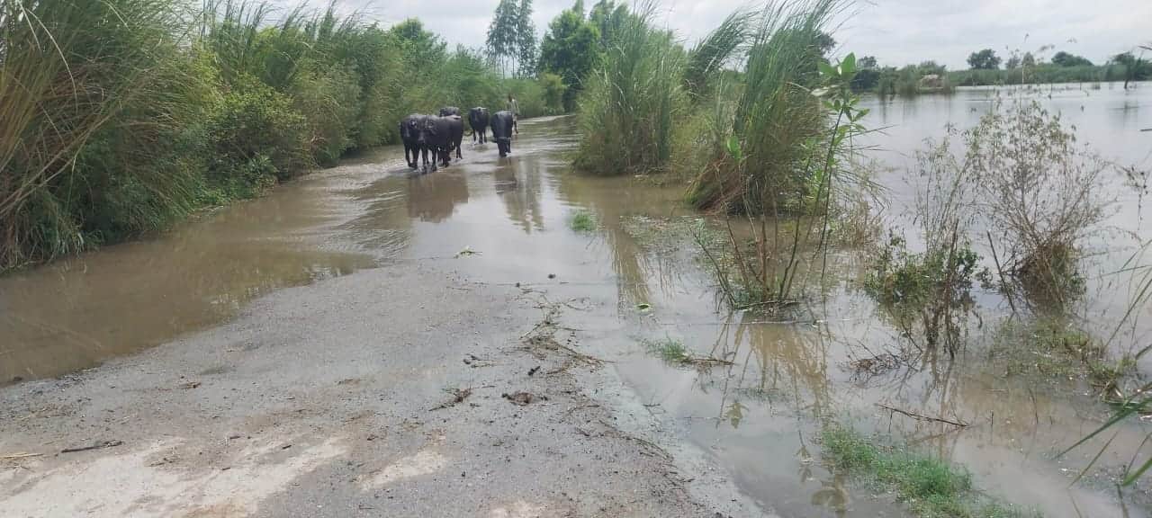 Flood in Badaun Rising water levels of Ganga and Ramganga submerge several villages