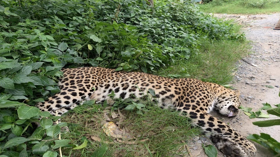 हल्द्वानी-कालाढूंगी हाईवे पर अज्ञात वाहन की टक्कर से तेंदुए की मौत