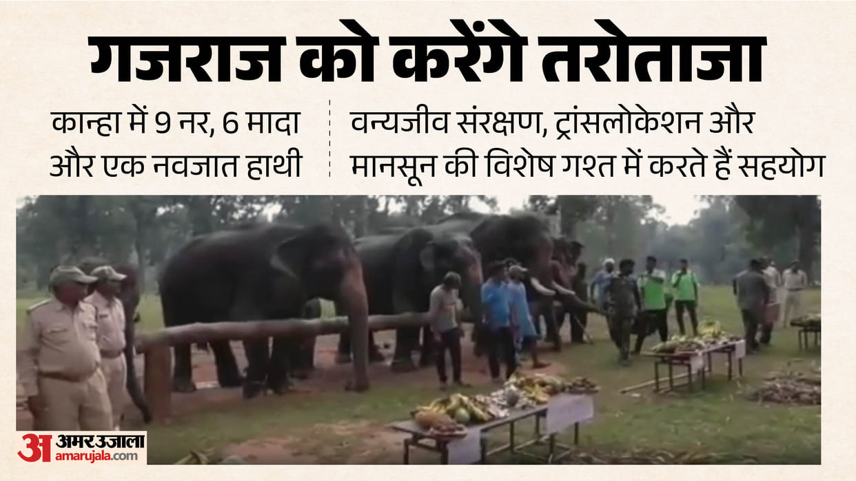 kanha tiger reserve elephants seven day rejuvenation camp