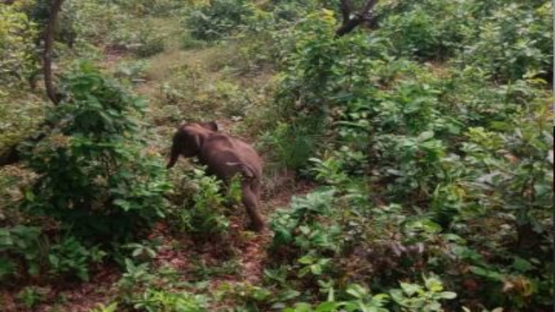 दल से बिछड़ा नन्हा हाथी शावक