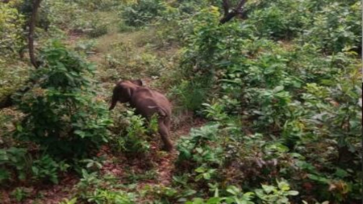 Raigarh: Baby Elephant Wanders in Forest Searching for Mother, Forest Team to Trace Herd Using Drone