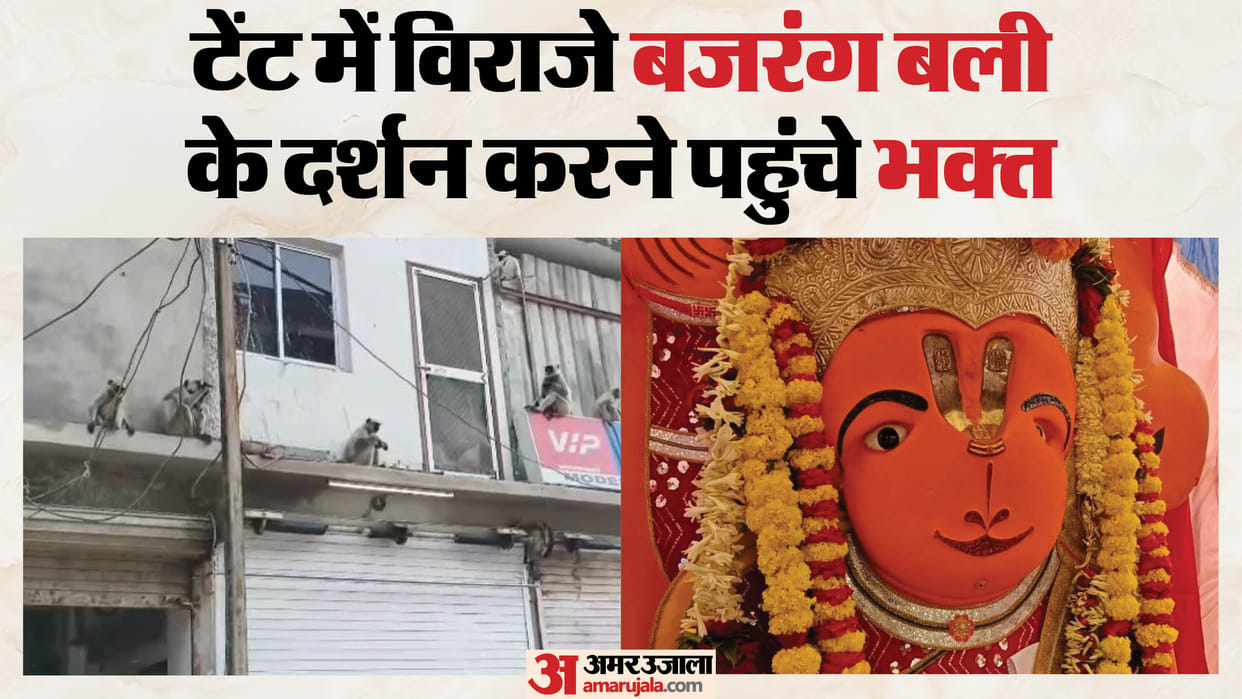 Ujjain: Faith or Miracle? Langur Troop Suddenly Arrives Outside Khade Hanuman Temple, Curiosity Grows