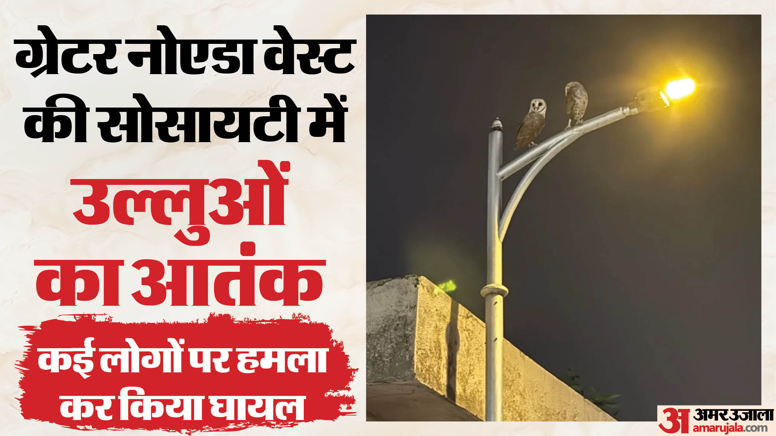 ग्रेटर नोएडा की सोसायटी में उल्लुओं का आतंक