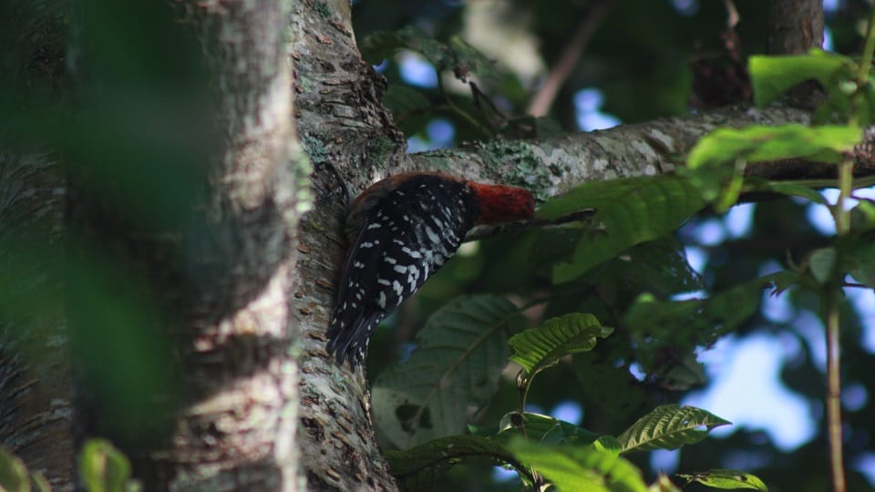 Red-headed Rufous-bellied Woodpecker seen at Chewra Khark Chamapwat