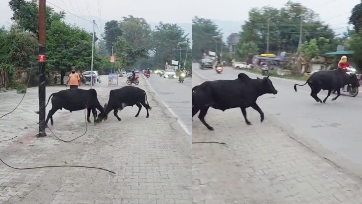 Rishikesh two bulls clash on the road scooty woman hit viral video