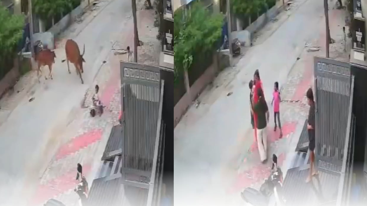 Baby playing outside her house was attacked by cow but her mother saved her life viral video
