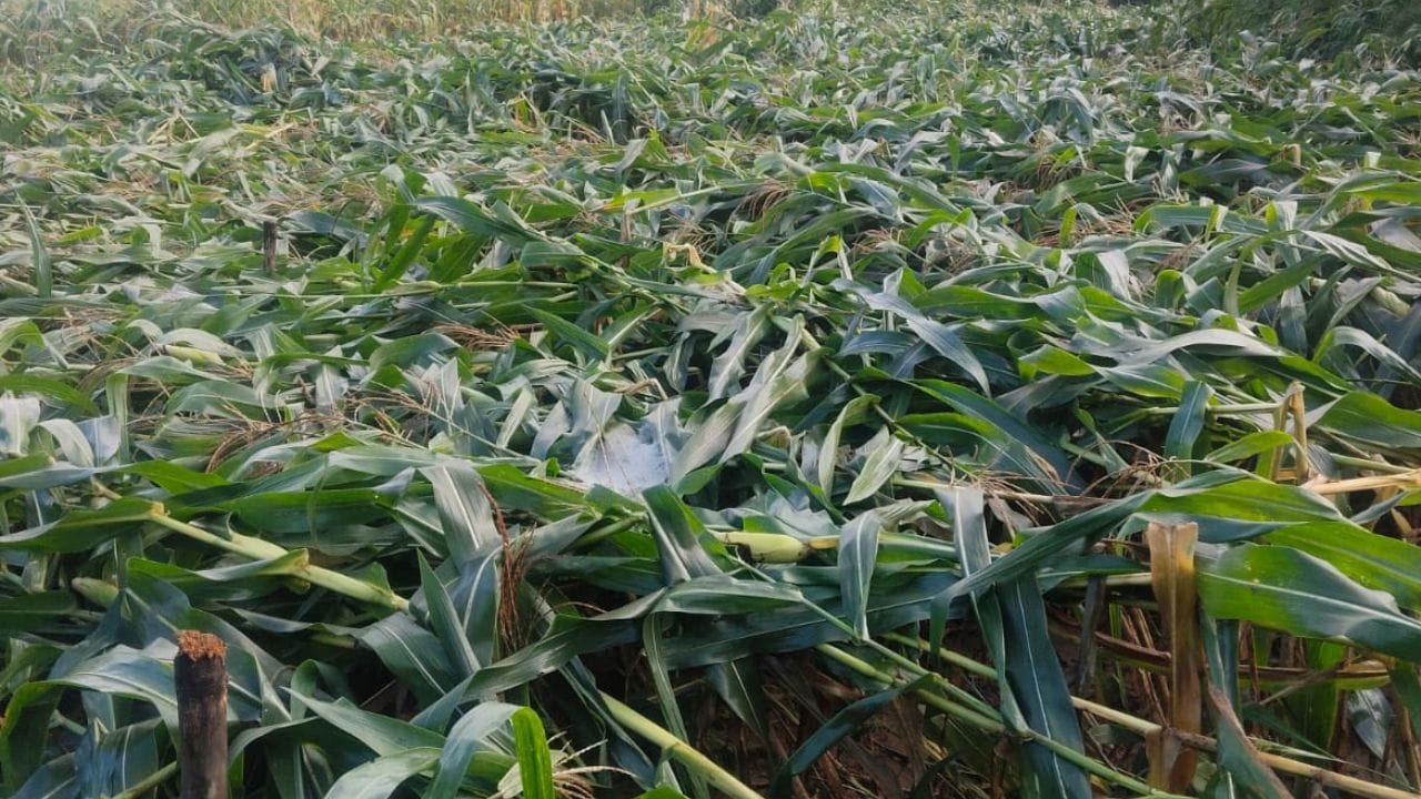 बिलासपुर के उपमंडल स्वारघाट में खेत में बिछी मक्की की फसल।