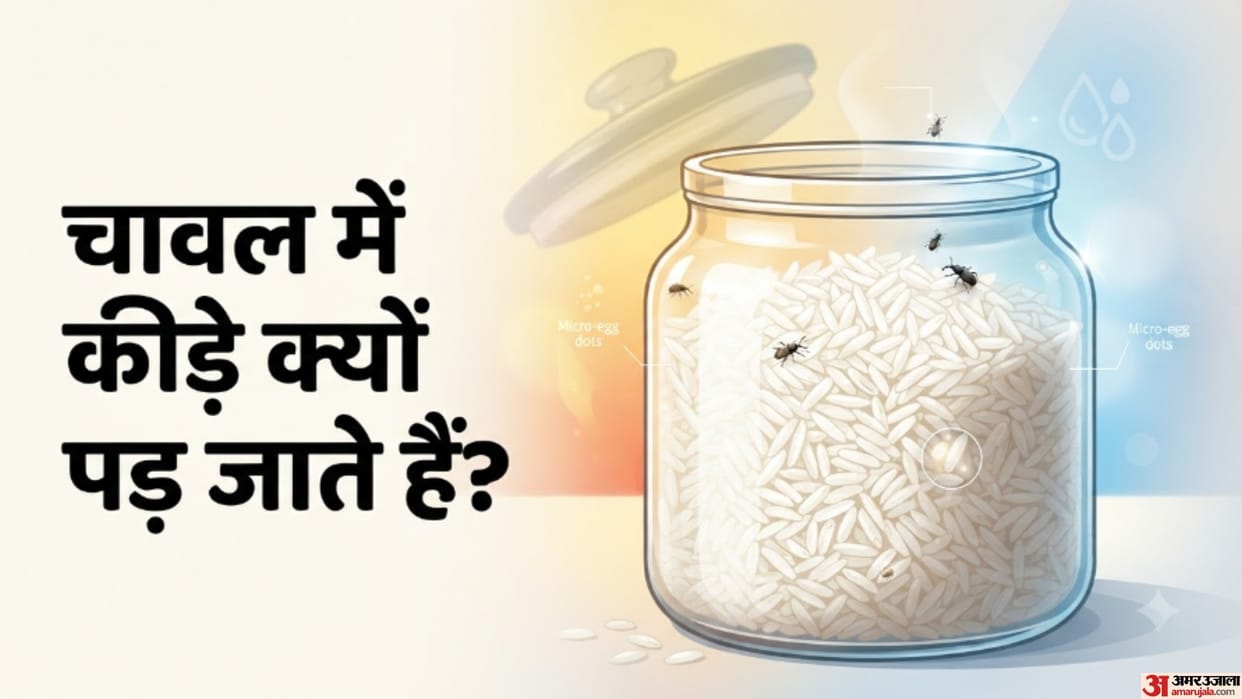 Why Does Stored Rice Attract Insects So Quickly