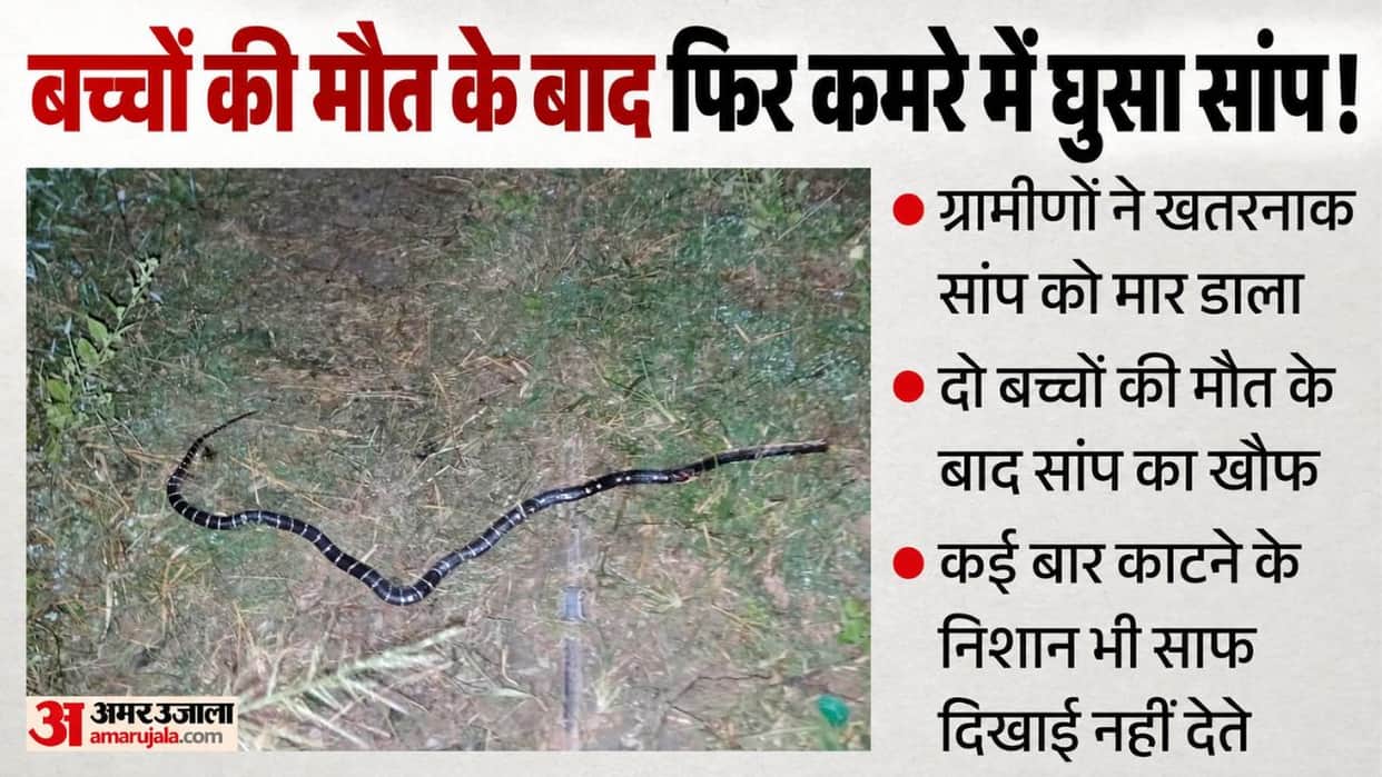 kotli snake enters room again after children death common krait killed