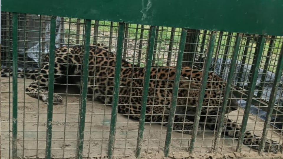 Female Leopard Trapped in Cage After Roaming Afzalgarh Colony for a Week