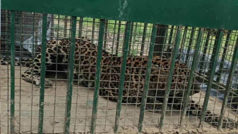 Female Leopard Trapped in Cage After Roaming Afzalgarh Colony for a Week