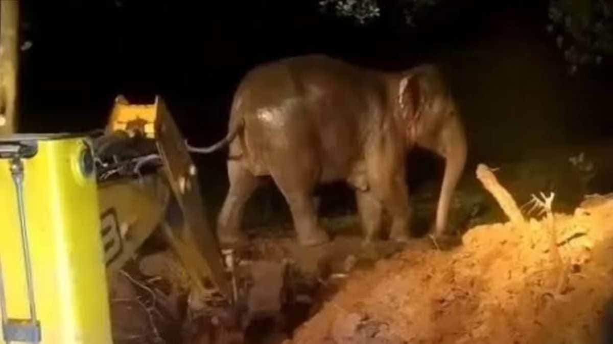jharkhand torpa elephant calf rescue well forest department jcb