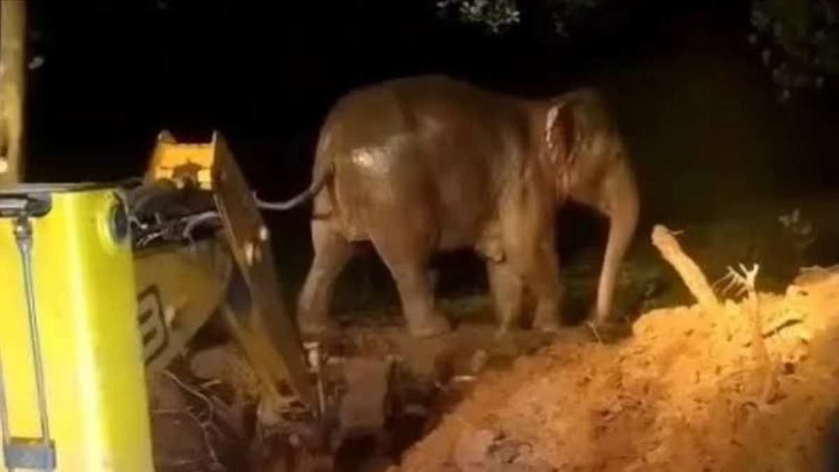 jharkhand torpa elephant calf rescue well forest department jcb