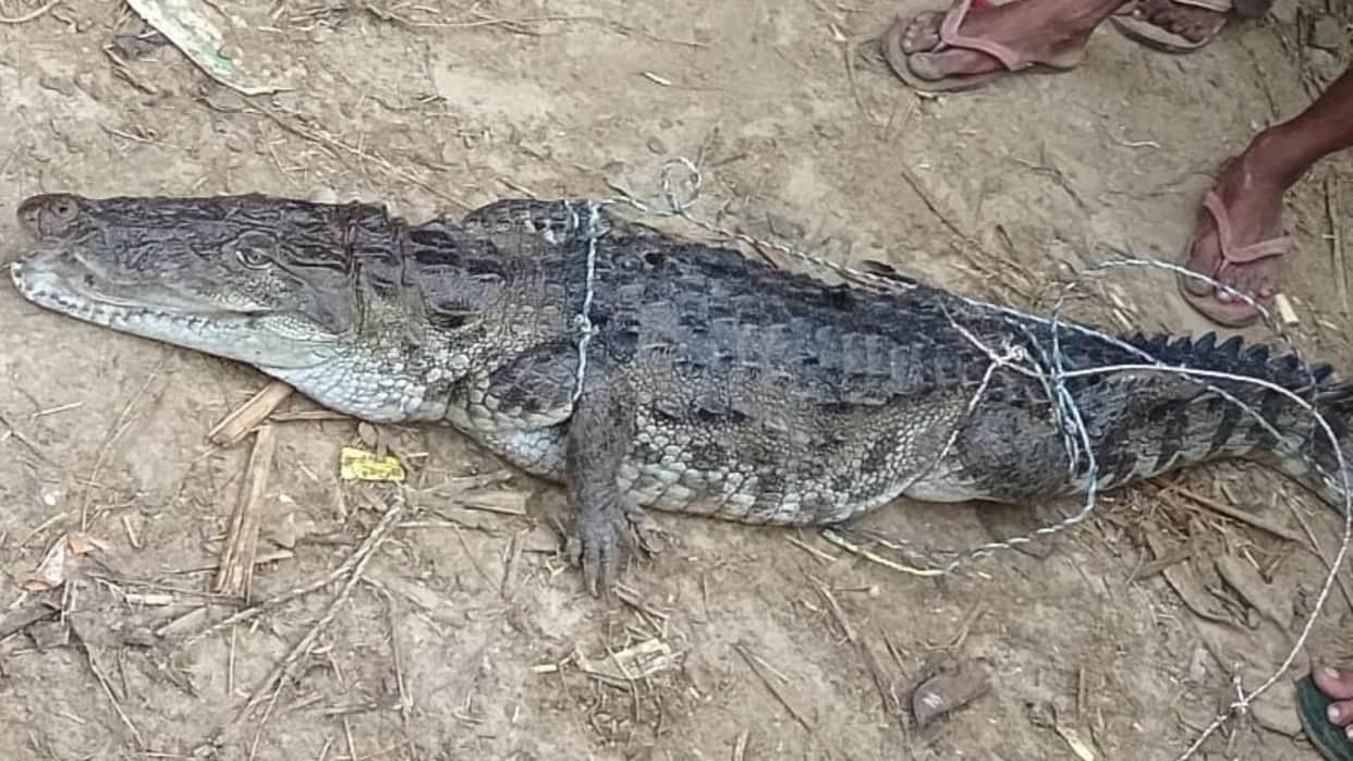 Crocodile attack on fishermen Young man saves everyone lives fighting for 5 minutes vigilance heightened