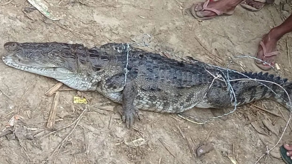 Crocodile attack on fishermen Young man saves everyone lives fighting for 5 minutes vigilance heightened