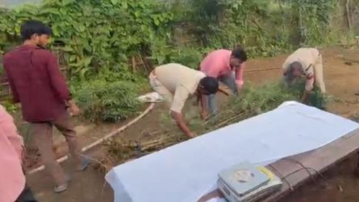 Singrauli: 60-Year-Old Man Arrested for Growing 8 Cannabis Plants Behind House, 13.648 Kg Seized